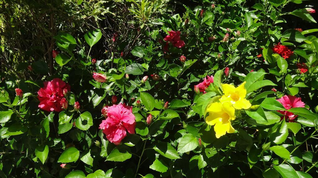 Bed And Breakfast Maison Papaye ลากูแล็ตต์ ภายนอก รูปภาพ